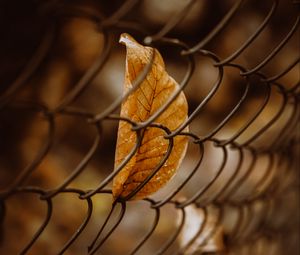 Preview wallpaper leaf, mesh, macro, brown