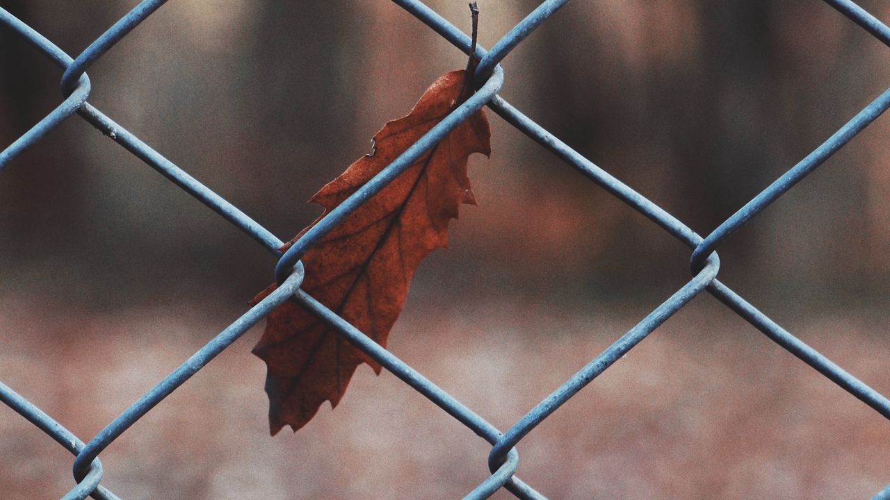 Wallpaper leaf, mesh, metal, macro