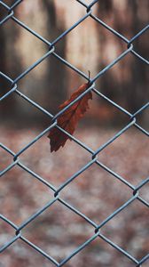 Preview wallpaper leaf, mesh, metal, macro