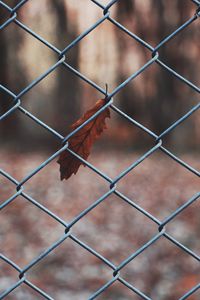 Preview wallpaper leaf, mesh, metal, macro