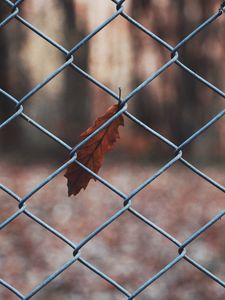 Preview wallpaper leaf, mesh, metal, macro