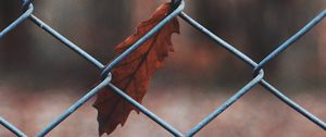 Preview wallpaper leaf, mesh, metal, macro