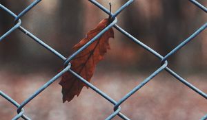Preview wallpaper leaf, mesh, metal, macro