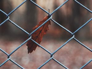 Preview wallpaper leaf, mesh, metal, macro