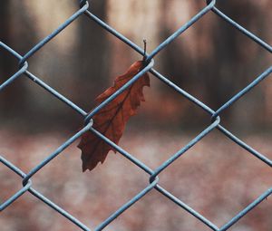 Preview wallpaper leaf, mesh, metal, macro