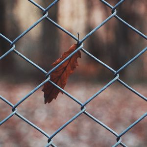 Preview wallpaper leaf, mesh, metal, macro