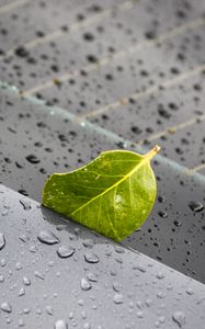 Preview wallpaper leaf, metal, rain, drops, macro