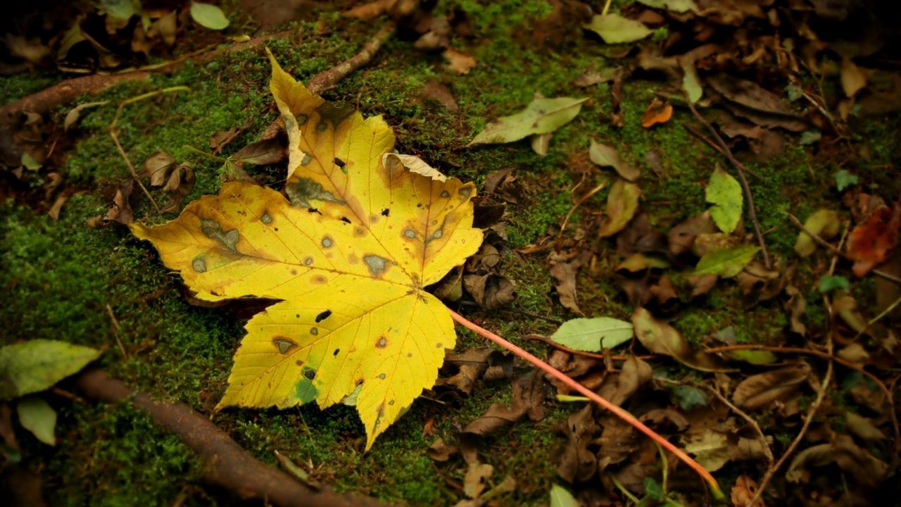 Wallpaper leaf, moss, autumn, maple, yellow, impregnations