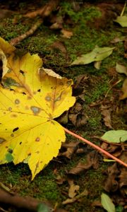 Preview wallpaper leaf, moss, autumn, maple, yellow, impregnations