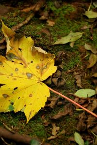 Preview wallpaper leaf, moss, autumn, maple, yellow, impregnations