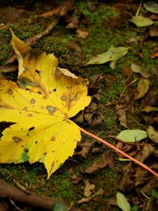 Preview wallpaper leaf, moss, autumn, maple, yellow, impregnations