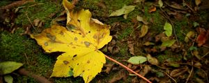 Preview wallpaper leaf, moss, autumn, maple, yellow, impregnations