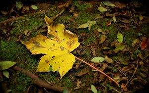 Preview wallpaper leaf, moss, autumn, maple, yellow, impregnations