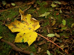 Preview wallpaper leaf, moss, autumn, maple, yellow, impregnations