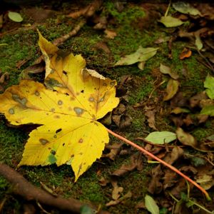 Preview wallpaper leaf, moss, autumn, maple, yellow, impregnations