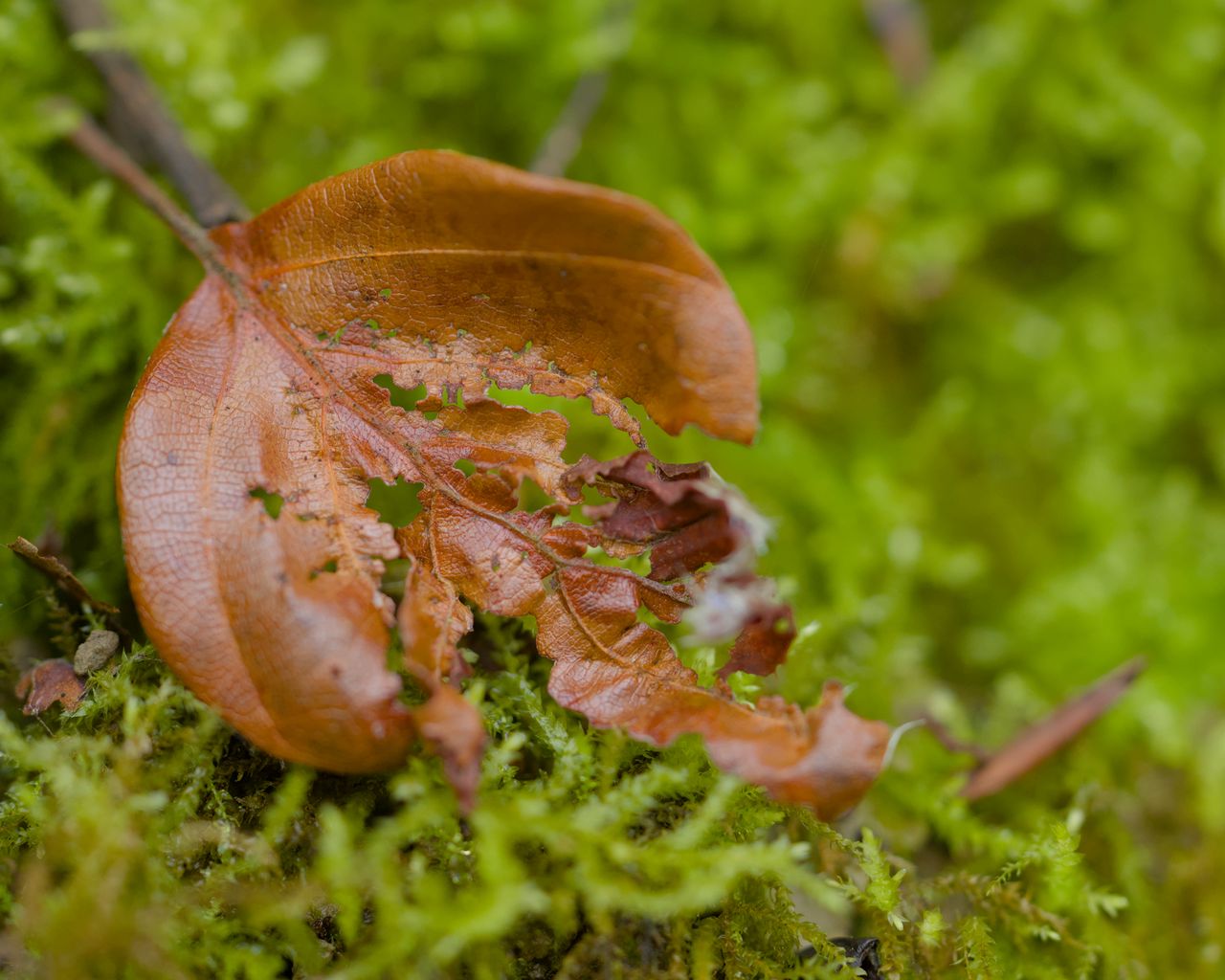1280x1024 Wallpaper leaf, moss, plants, greenery
