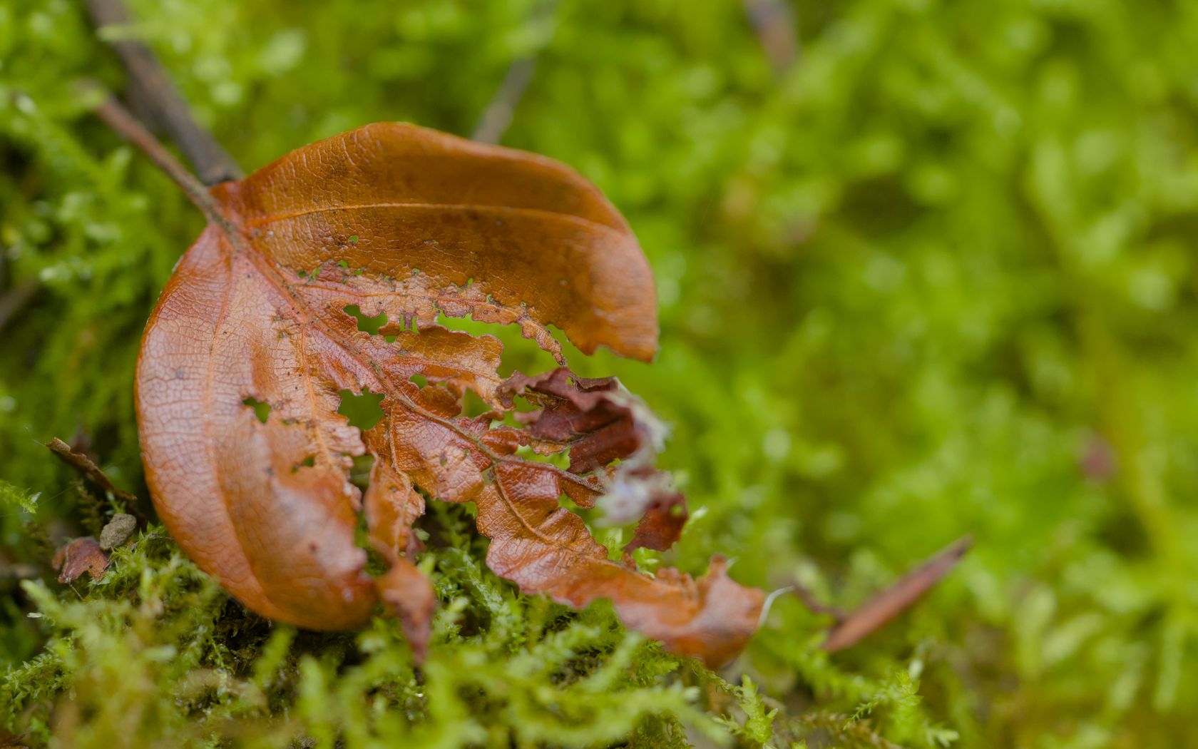 1680x1050 Wallpaper leaf, moss, plants, greenery