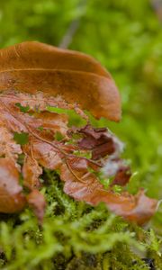 Preview wallpaper leaf, moss, plants, greenery