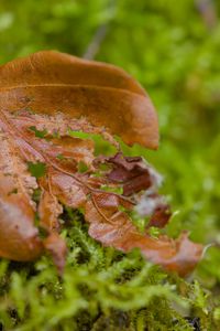 Preview wallpaper leaf, moss, plants, greenery