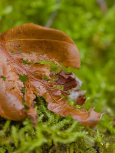 Preview wallpaper leaf, moss, plants, greenery
