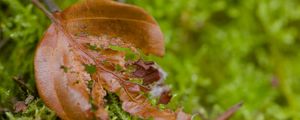 Preview wallpaper leaf, moss, plants, greenery