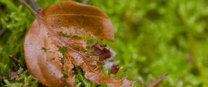 Preview wallpaper leaf, moss, plants, greenery