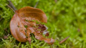 Preview wallpaper leaf, moss, plants, greenery