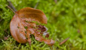 Preview wallpaper leaf, moss, plants, greenery