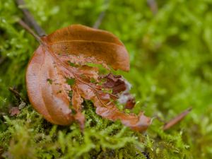 Preview wallpaper leaf, moss, plants, greenery