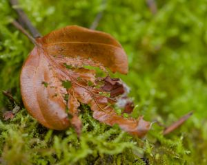 Preview wallpaper leaf, moss, plants, greenery
