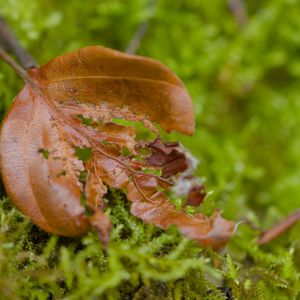 Preview wallpaper leaf, moss, plants, greenery