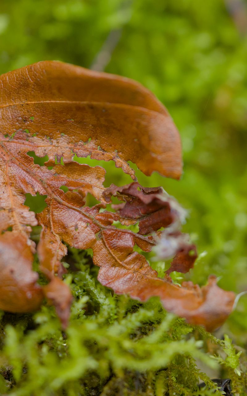 800x1280 Wallpaper leaf, moss, plants, greenery