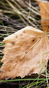 Preview wallpaper leaf, nature, macro, dry