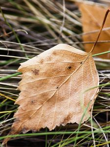 Preview wallpaper leaf, nature, macro, dry