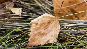 Preview wallpaper leaf, nature, macro, dry