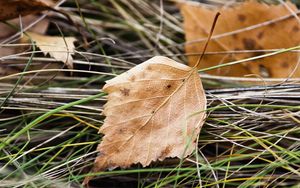 Preview wallpaper leaf, nature, macro, dry