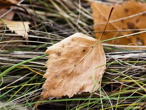 Preview wallpaper leaf, nature, macro, dry