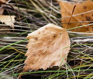 Preview wallpaper leaf, nature, macro, dry