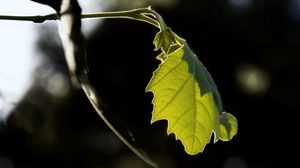 Preview wallpaper leaf, nature, macro