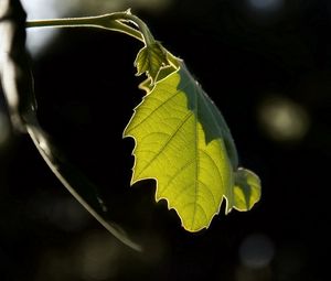 Preview wallpaper leaf, nature, macro