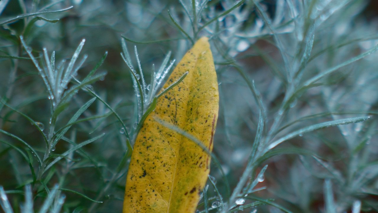Wallpaper leaf, needles, drops, macro, autumn