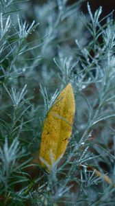 Preview wallpaper leaf, needles, drops, macro, autumn