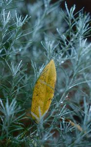 Preview wallpaper leaf, needles, drops, macro, autumn