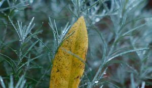 Preview wallpaper leaf, needles, drops, macro, autumn