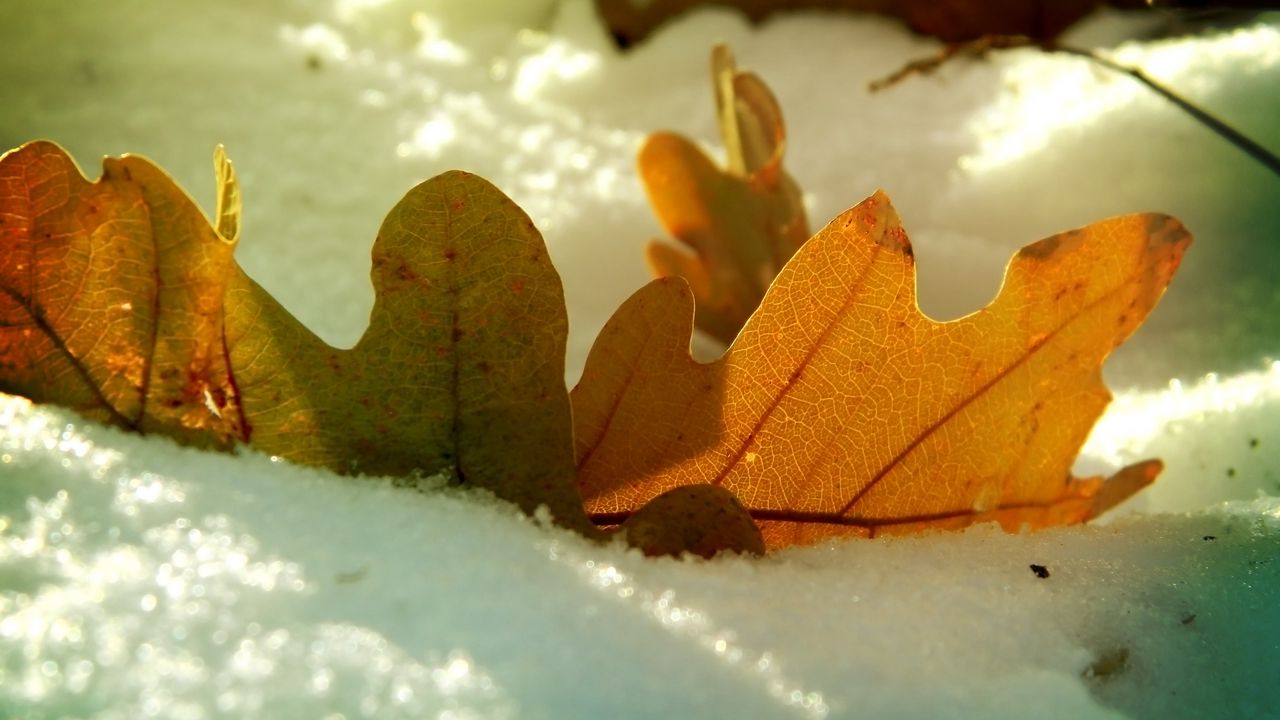 Wallpaper leaf, oak, autumn, snow, winter