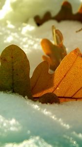 Preview wallpaper leaf, oak, autumn, snow, winter