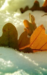 Preview wallpaper leaf, oak, autumn, snow, winter