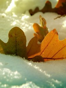 Preview wallpaper leaf, oak, autumn, snow, winter