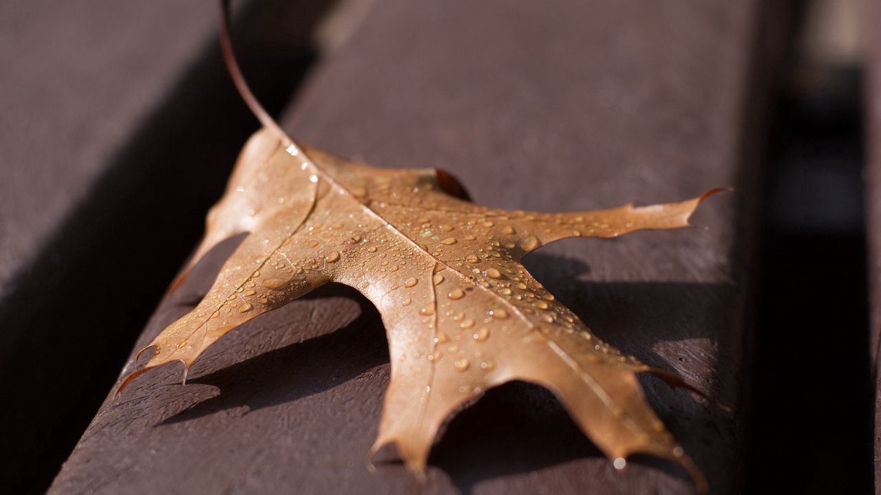 Wallpaper leaf, oak, dry, drops