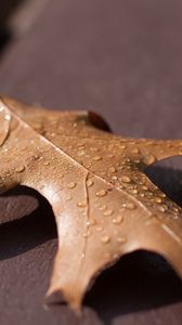 Preview wallpaper leaf, oak, dry, drops